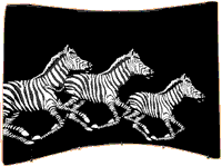 zebra
