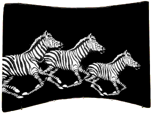 Big Zebra
